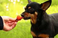 小狗可以吃草莓吗（小狗可以吃草莓吗你要哭一次）