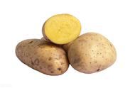 土豆种植技术和推广（土豆种植技术和管理）