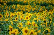 太阳花叶子发黄是什么原因（太阳花黄叶的原因和处理办法）
