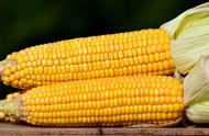 玉米的营养价值和功效和禁忌（玉米的营养价值和禁忌）