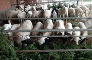 100只羊圈大棚建造价格（养羊50只一年赚多少钱）