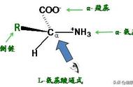 20种氨基酸缩写（20种氨基酸缩写及归纳口诀）