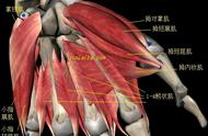 肌肉名称图解（肌肉图解详细）
