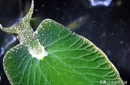 浅述藻类与人类生活的关系（藻类种类与水质有什么影响）