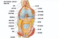 系统解剖学详细图谱（系统解剖学怎么记忆与识图）