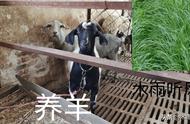 养羊种啥草可以一年四季（养羊圈养的话种什么草最适合）