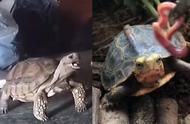 黄缘龟最大长多少厘米（三年的黄缘龟体重多少最好）