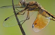 蜻蜓的生活特征和习性（蜻蜓的生活习性和特点是什么）