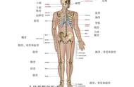 人全身有几块骨骼（人体全身骨骼206块）