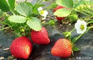 大棚草莓种植的最佳时间（露天草莓最佳移栽时间）