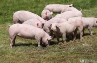 现在养猪有补贴吗（2022年建猪场政策）