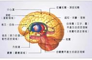 心理机能有哪些（心理学的功能有哪些）