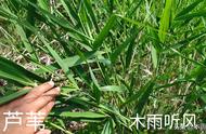 打芦苇用什么除草剂死得彻底（打芦苇除草剂现在能打吗）