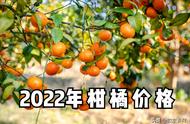 柑橘2022行情预估（纽荷尔脐橙图片）
