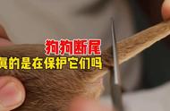 小狗用皮筋断尾怎么处理（狗狗用皮筋断尾几天就好了）