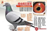 北京信鸽名家100强名单（北京十大养鸽名人图片）
