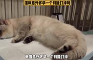 猫咪怀孕一个月注意事项（猫咪怀孕一个月后注意事项）