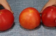 打激素西红柿对比图片（怎样辨认不打激素的西红柿）