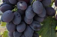 五月份成熟的葡萄品种（葡萄都有什么品种适合新手种植）