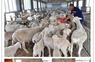 羊粪有机肥制作方法（羊粪制作有机肥最简单的方法）