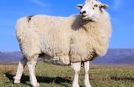 母羊受孕一个多月有什么特征（怎样判断母羊怀孕几个月）