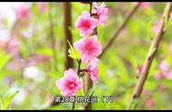 桃花运电视剧全部观看（桃花运电视剧全集国语版）