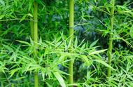 竹子的特点与品质（竹子的优点和品质是什么）