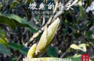 花茶需要洗茶吗（花茶泡前需要洗吗）