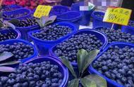 蓝莓几月份大量上市（人工摘蓝莓一天能摘100斤吗）