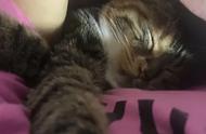 猫为什么喜欢睡在人手上（猫为什么喜欢睡在人脖子上）