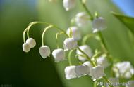 绿边铃兰花的花语和寓意（白色铃兰花的花语和象征）