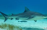 世界上最凶猛的鲨鱼是什么鲨鱼（全球最凶猛的10大鲨鱼是哪些）