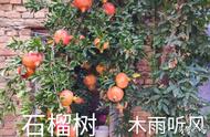 武汉庭院适合种植的水果（武汉地区适合种哪些水果）