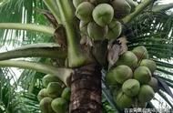 椰子的生长过程图片（椰子生长过程图解）