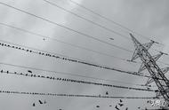 为什么鸟喜欢倒着挂在电线上（为什么有的鸟站在电线杆上会消失）