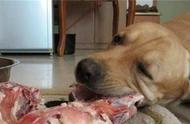 狗可以吃猪肉吗有什么禁忌（三个月狗能不能吃猪肉）