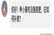 种小麦不上底肥行不行（种小麦前没有施基肥怎么补救）