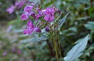 凤仙花的种植过程和步骤文字说明（凤仙花种植方法与步骤图）