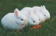 兔子为什么夏天不让生小兔（家养的兔子不会生小兔子怎么回事）
