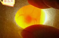 虎皮鹦鹉蛋自然温度能孵化吗（虎皮鹦鹉蛋孵化温度湿度教程）