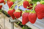 草莓种子育苗方法和时间（草莓种植方法全过程）