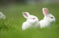 没满月的小兔子能当宠物养吗（刚满月的小兔子该怎么养呢）