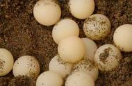 甲鱼蛋孵化的条件（甲鱼蛋怎么孵化最快没有盖子）