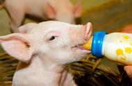 出生40天的小猪可以打猪瘟疫苗吗（刚断奶的小猪可以打猪瘟疫苗吗）