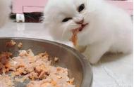 猫生骨肉正确吃法（猫咪吃的冻干生骨肉怎么吃）