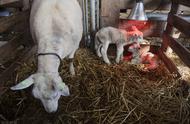 母羊排卵时间最准确的方法（母羊打栏最佳受孕时间）