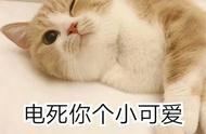 布偶猫认识主人吗（布偶猫依赖主人吗）