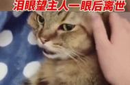 猫咪晚上去世了（猫咪去世了去哪里了）