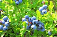 蓝莓树养殖禁忌（蓝莓树适合家庭养殖吗）