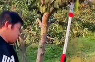 修剪树木的简易工具（修剪树木电动工具大全）